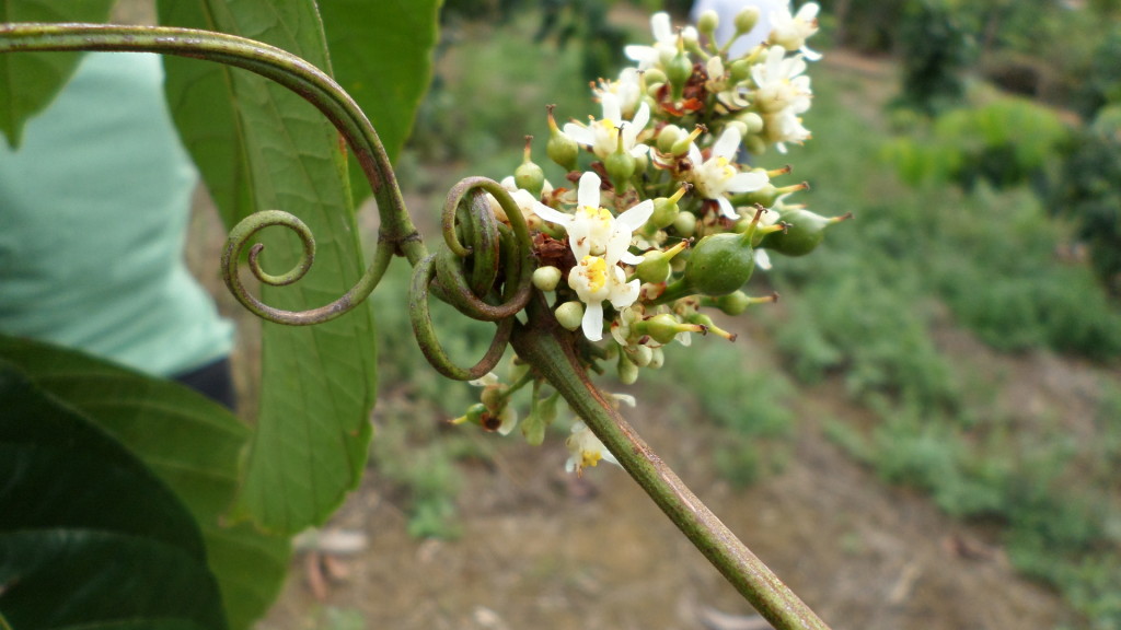 Guarana Blüte